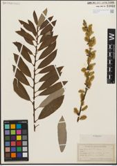 Foto von Salix humilis Marshall